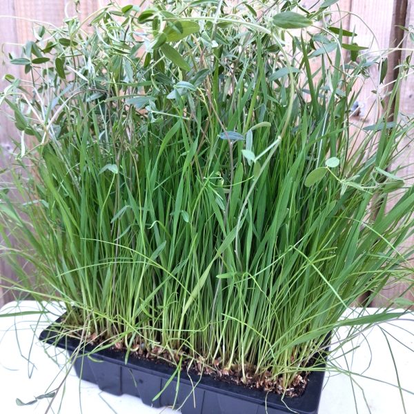 Vetch, Rye and Wheat Organic Pasture Living Plant Trays for Tortoises, Rabbits and other small animals and birds