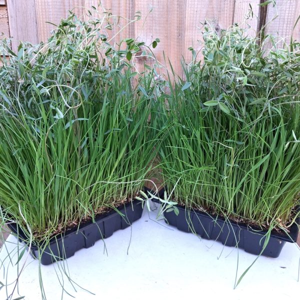Vetch, Rye and Wheat Organic Pasture Living Plant Trays for Tortoises, Rabbits and other small animals