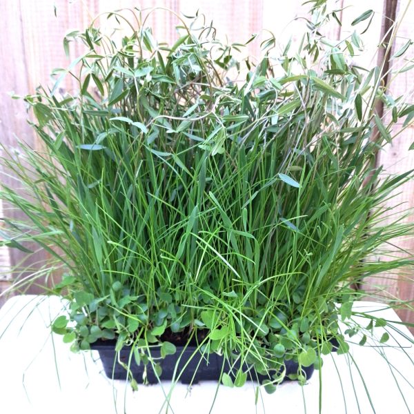 Organic Pasture Living Plant Tray Vetch, Sainfoin, Wheat, Rye & Crimson Clover Living Plant Trays for Tortoises, Rabbits and other small animals & birds