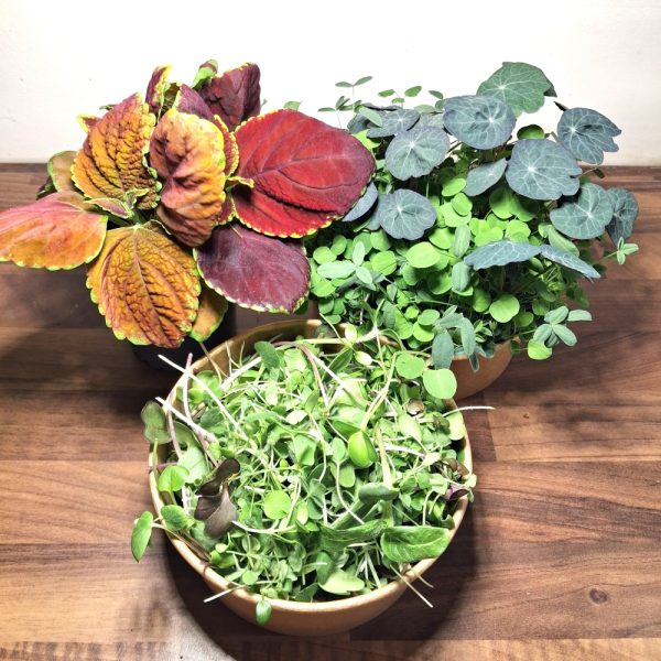 Buy Winter Bliss Live Plant Fresh Food Bundle for Tortoises
