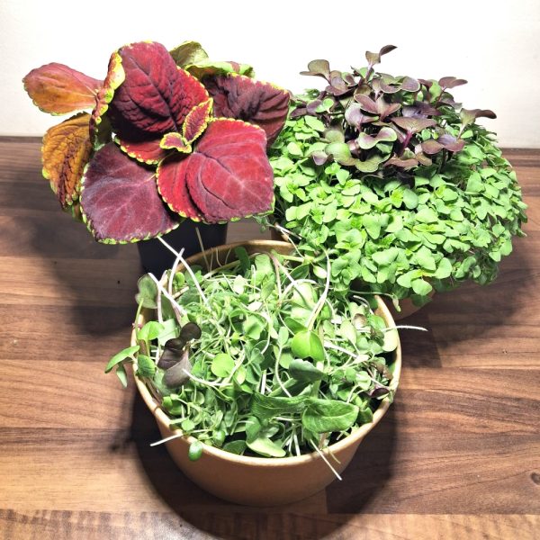 Winter Bliss Live Plant Fresh Food Bundle for Tortoises at Hever Tortoise World online store