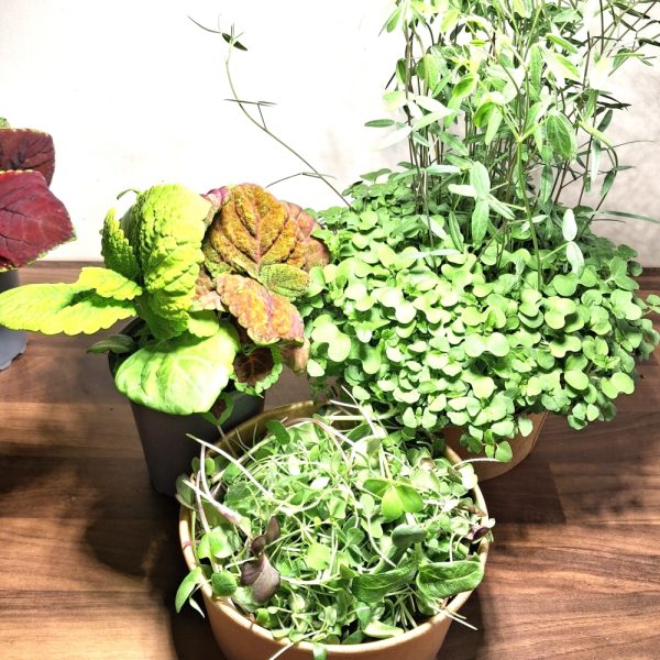 Winter Bliss Live Plant Fresh Food Bundle for Tortoises at Hever Tortoise World