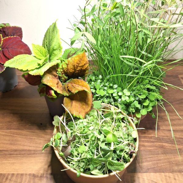 Winter Bliss Live Plant Fresh Food Bundle for Tortoises and other reptiles