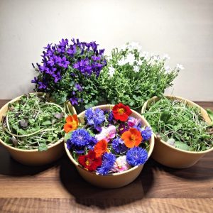 Buy 5 Product Bundle for tortoises and bearded dragons online