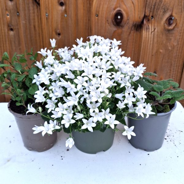 Herbs & Campanula bundle 2 Herbs & Campanula bundle for Tortoises and Bearded Dragons