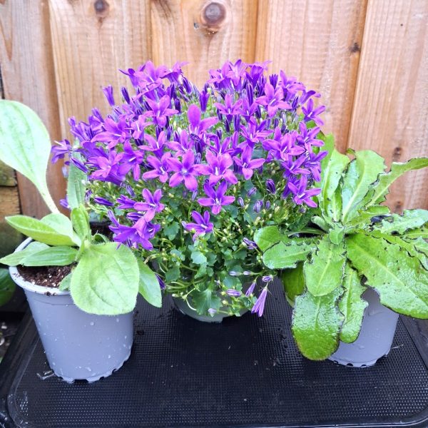 Herbs and Campanula Bundle for Tortoises and Bearded Dragons Herbs and Campanula Bundle for Tortoises and Bearded Dragons at Hever Tortoise World
