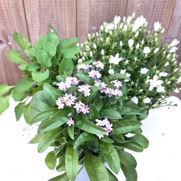 3 Product Bundle Fresh Food for Tortoises at Hever Tortoise World