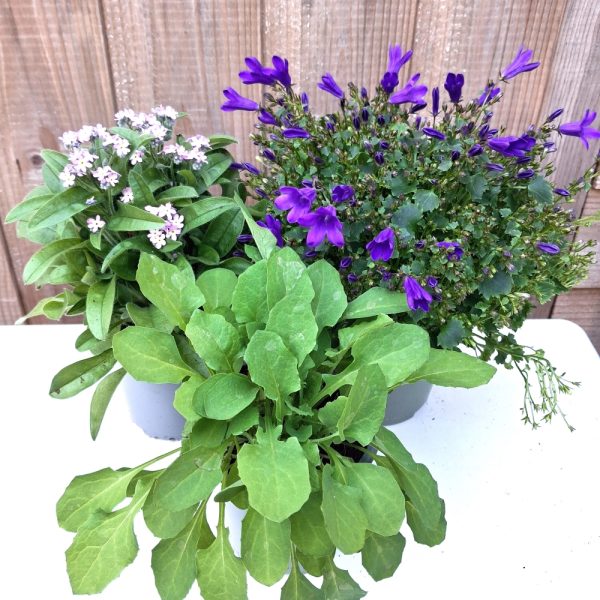 3 Product Bundle Fresh Food for Tortoises