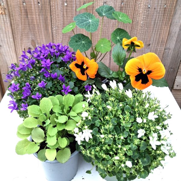 "Flowers & Weeds" 5 Plant Bundle at Hever Tortoise World