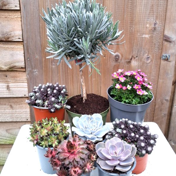 A Rockery Collection for outdoor tortoise enclosures with Lavender