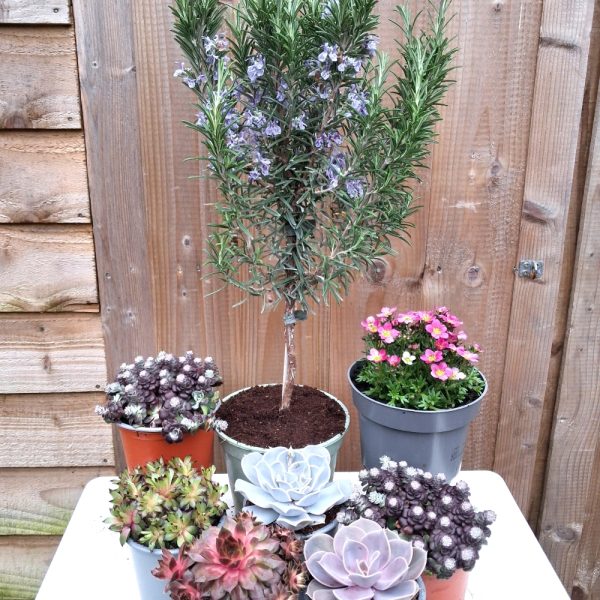 A Rockery Collection for outdoor tortoise enclosures with Rosemary at Hever Tortoise World