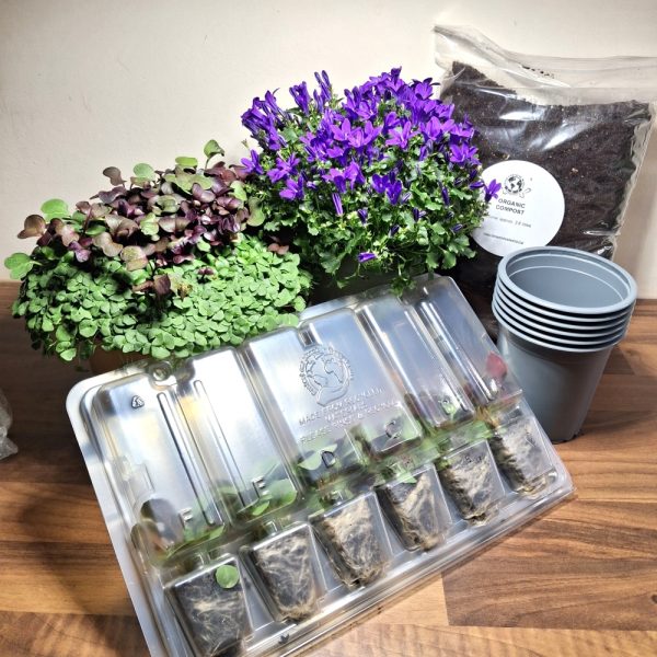 Spring Burst Live Food Plant Bundle 3 for tortoises and bearded dragons