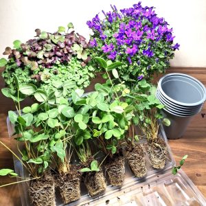 Spring Burst Live Food Plant Bundle 2 for tortoises