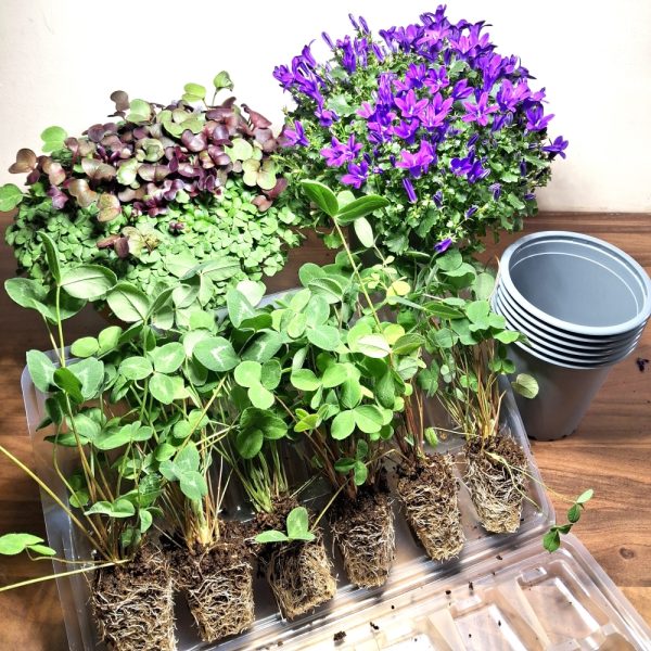 Spring Burst Live Food Plant Bundle 2 for tortoises