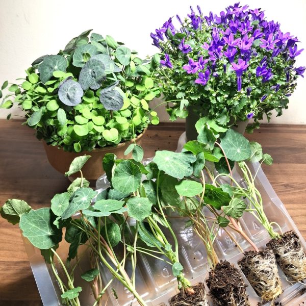 Spring Burst Live Food Plant Bundle for tortoises and bearded dragons