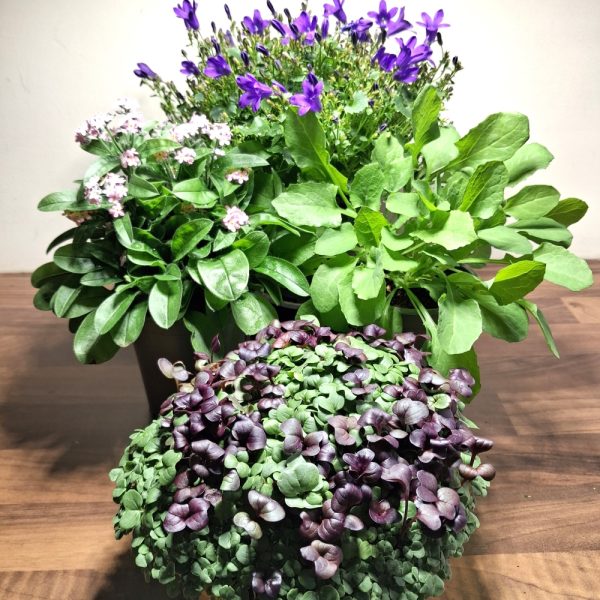 Campanula, Forget-me-not, Sow Thistle & Living Food Bowl bundle at Hever Tortoise World