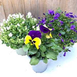 Campanula and Pansy Bundle for Tortoises