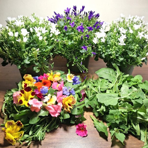 Campanula and Weeds, Leaves & Flowers Bundle for tortoises