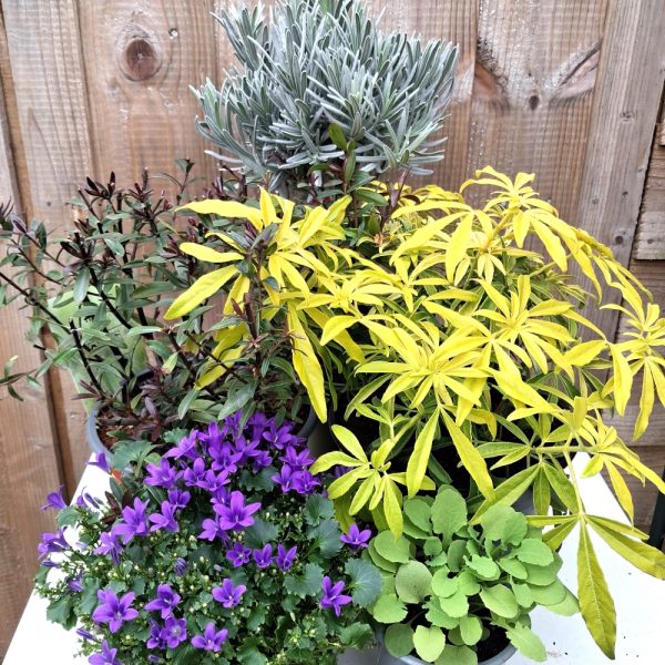 Drought tolerant 5 Live Plant Collection for Outdoor Tortoise Enclosures (with Lavender) at Hever Tortoise World