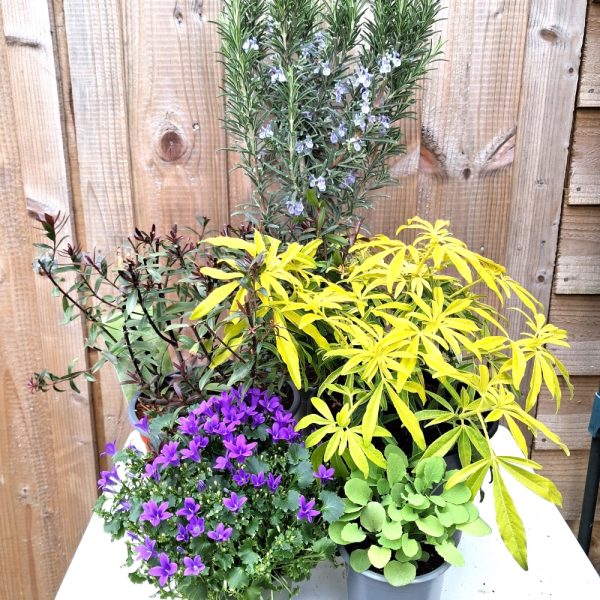Drought tolerant 5 Live Plant Collection for Outdoor Tortoise Enclosures (with Rosemary) at Hever Tortoise World