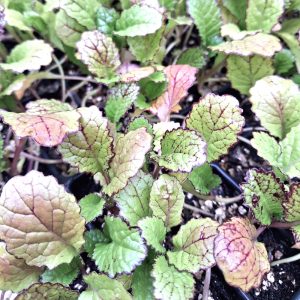 Giant Red Mustard Plug plants for tortoises