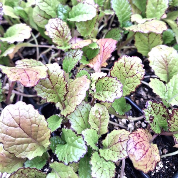 Giant Red Mustard Giant Red Mustard Plug plants for tortoises