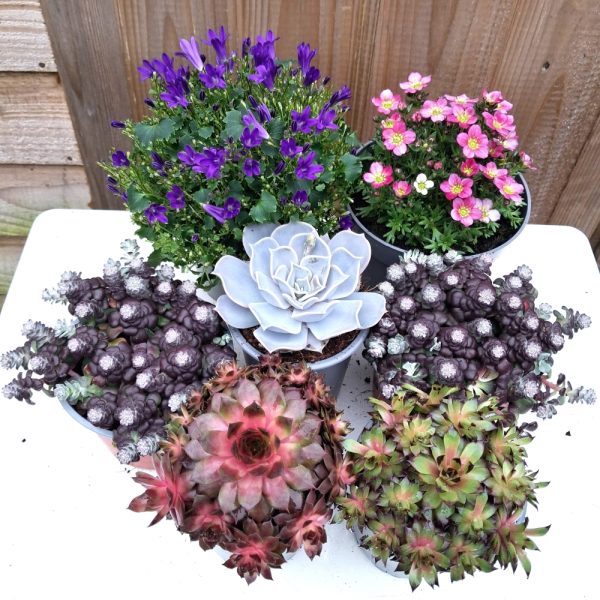 Small Rockery Plant Collection for Tortoises Small Rockery Plant Collection for Tortoises at Hever Tortoise World