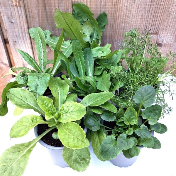 Wildflower Collection 6 potted plants for tortoises