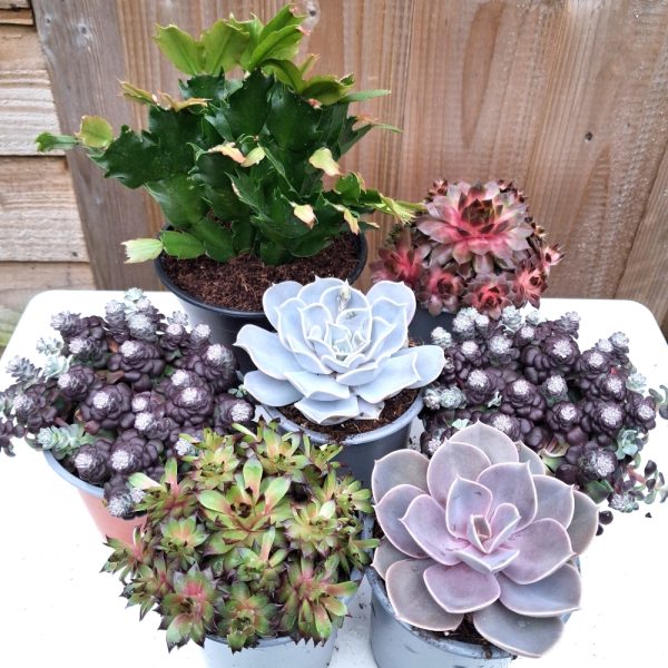 the colourful plant collection for indoor tortoise enclosures at hever tortoise world