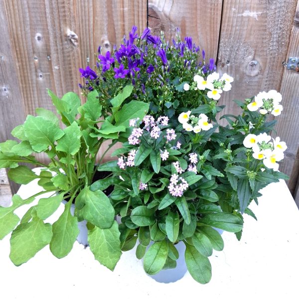 Weeds and Flowers for Tortoises at Hever Tortoise World online