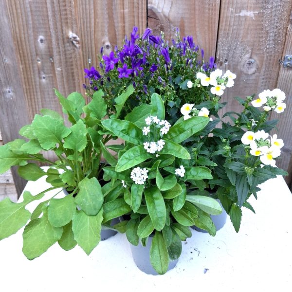 Weeds and Flowers for Tortoises at Hever Tortoise World online