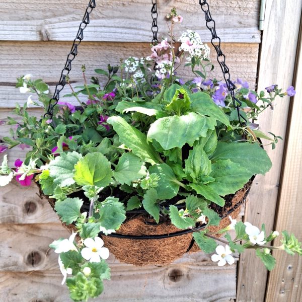A flower basket collection for tortoises at hever tortoise world