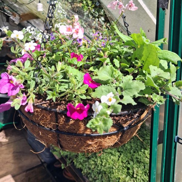a hanging basket collection for tortoises