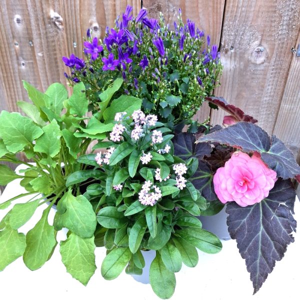 Fresh Food Bundle with Flowers & Sow Thistle for Tortoises at Hever Tortoise World