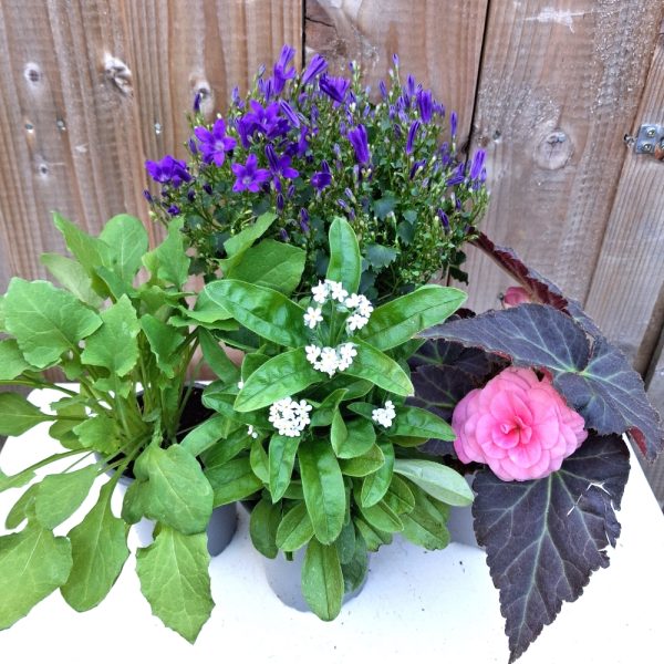 Buy Fresh Food Bundle with Flowers & Sow Thistle for Tortoises at Hever Tortoise World
