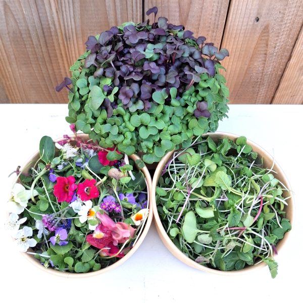 buy fresh food for tortoises & bearded dragons at Hever Tortoise World