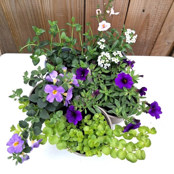 Buy Basket collection for tortoises online at Hever Tortoise World