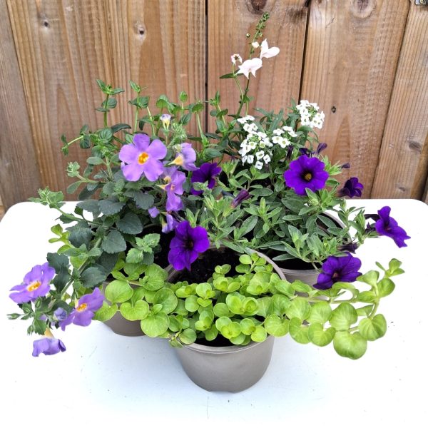 Basket collection for tortoises at Hever Tortoise world