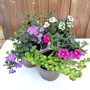 Buy Basket collection for tortoises at Hever Tortoise World