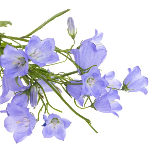 Campanula carpatica at Hever Tortoise World
