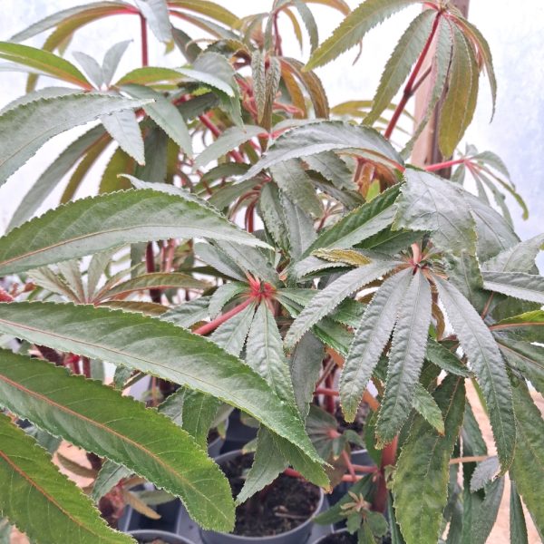 Cane begonia for indoor tortoise enclosures at hever tortoise world