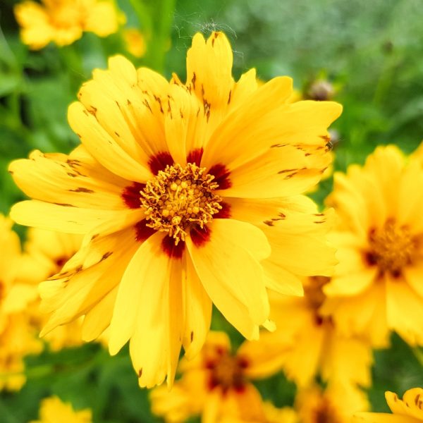 Coreopsis Sunkiss at Hever Tortoise World