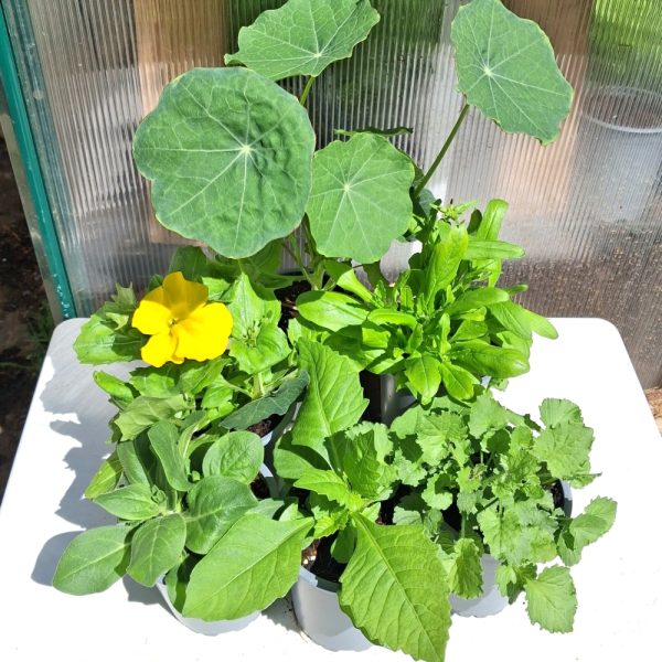 flower collection for tortoises online at hever tortoise world