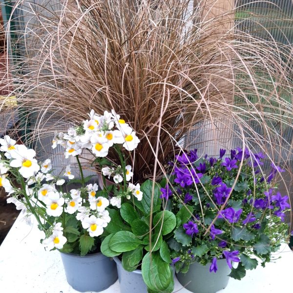 Flowes & Grass Bundle 1 at hever tortoise world