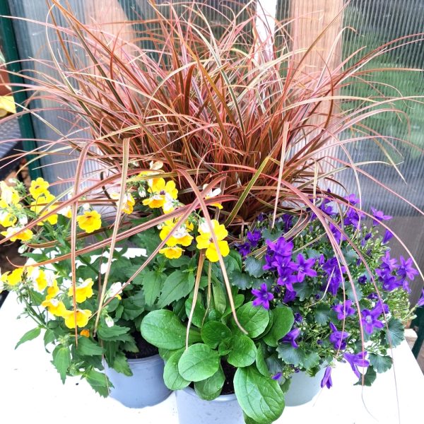 Flowes & Grass Bundle 2 for tortoise enclosures at hever tortoise world