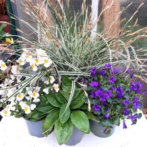 Flowes & Grass Bundle 3 at hever tortoise world