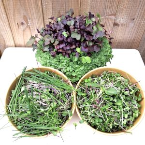 Fresh Tortoise Food Bundle at Hever Tortoise World