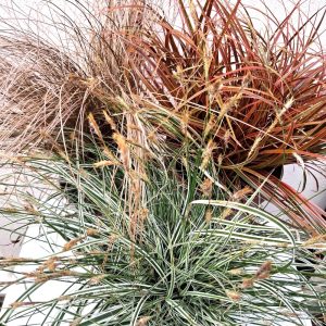 Grasses for tortoise enclosures at hever tortoise world