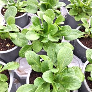 Lamb's lettuce for tortoises at Hever Tortoise world
