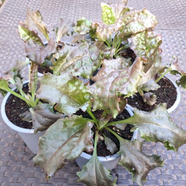 Purple leaved broadleaf plantain for tortoises at Hever Tortoise World
